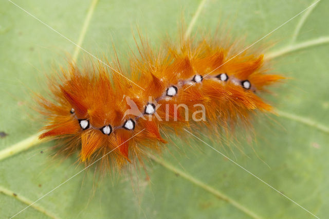 Bont schaapje (Acronicta aceris)