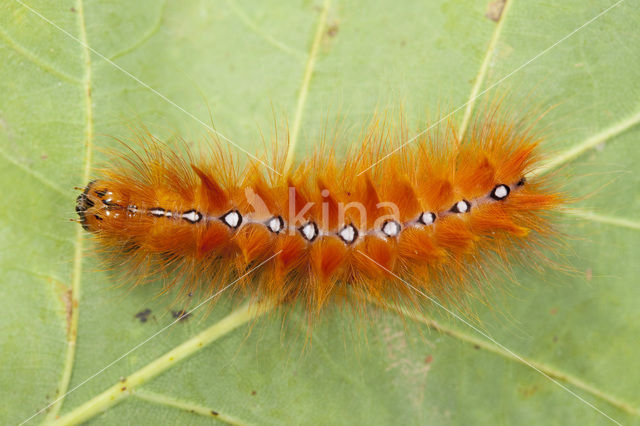 The Sycamore (Acronicta aceris)