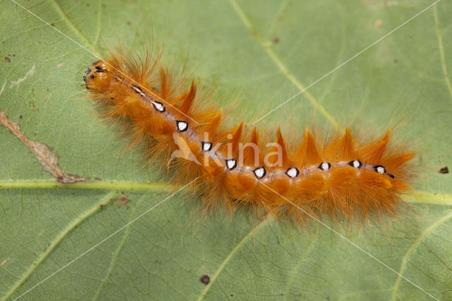 The Sycamore (Acronicta aceris)