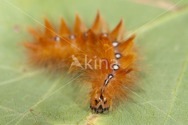 Bont schaapje (Acronicta aceris)