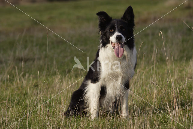 Border collie (Canis domesticus)