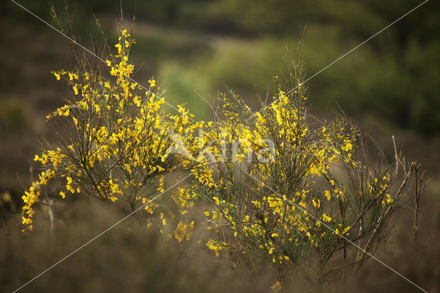 Broom (Cytisus scoparius)