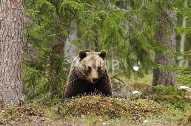 Bruine beer (Ursus arctos)