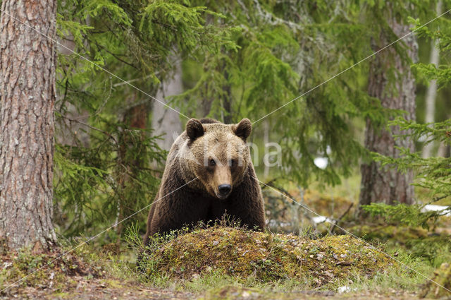 Bruine beer (Ursus arctos)