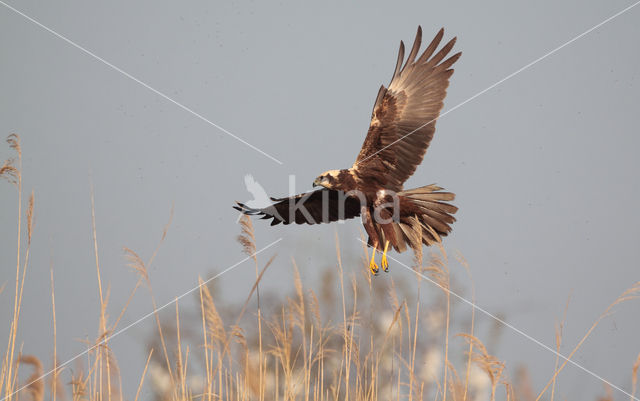 Bruine Kiekendief (Circus aeruginosus)