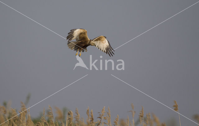 Bruine Kiekendief (Circus aeruginosus)