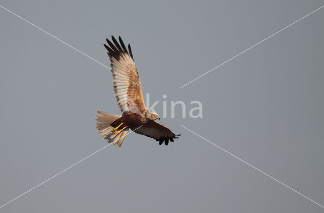 Marsh Harrier (Circus aeruginosus)