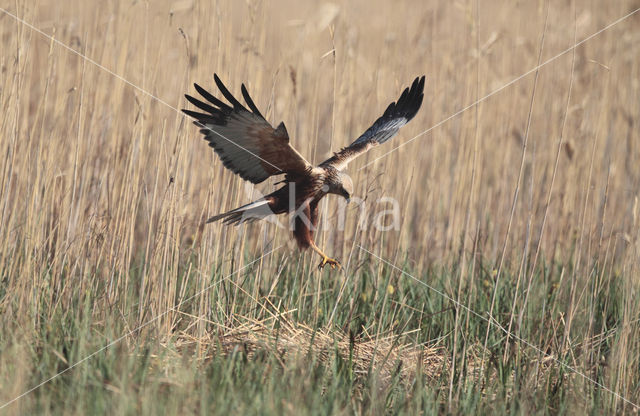 Bruine Kiekendief (Circus aeruginosus)