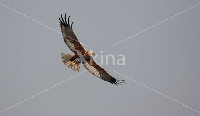 Bruine Kiekendief (Circus aeruginosus)