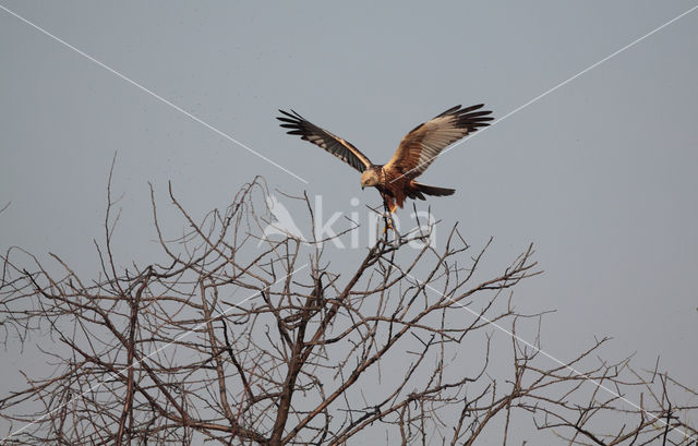 Bruine Kiekendief (Circus aeruginosus)