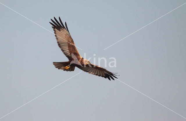 Marsh Harrier (Circus aeruginosus)