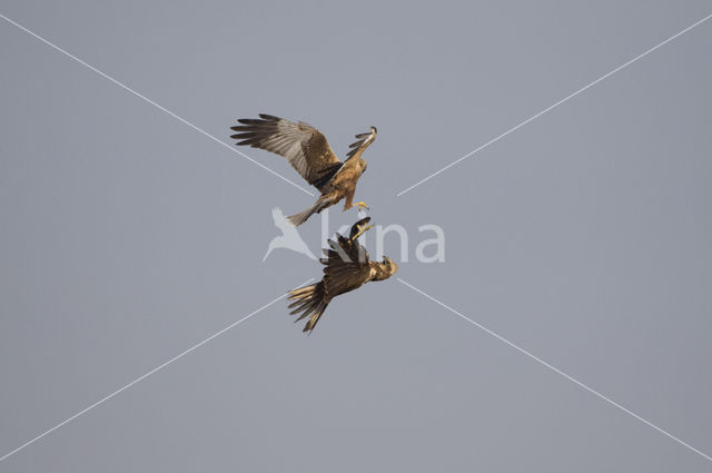 Marsh Harrier (Circus aeruginosus)