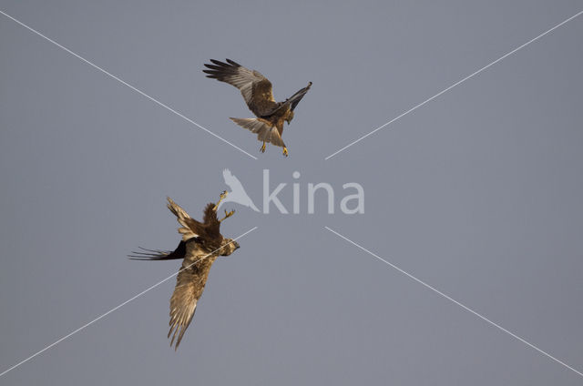 Marsh Harrier (Circus aeruginosus)