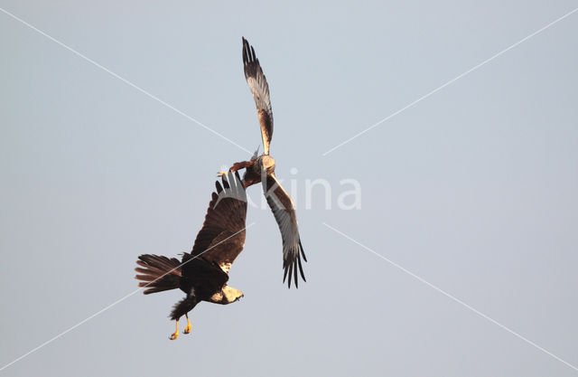 Bruine Kiekendief (Circus aeruginosus)
