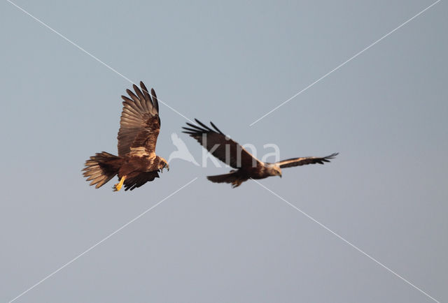 Bruine Kiekendief (Circus aeruginosus)