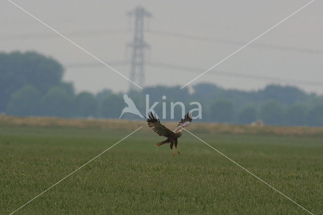 Bruine Kiekendief (Circus aeruginosus)