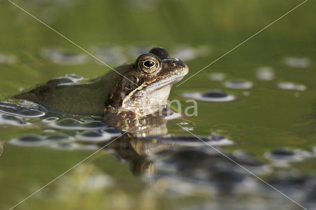 Bruine kikker (Rana temporaria)