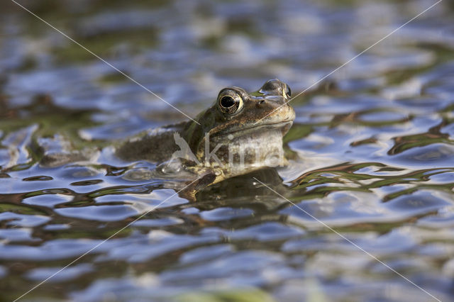 Common Frog (Rana temporaria)