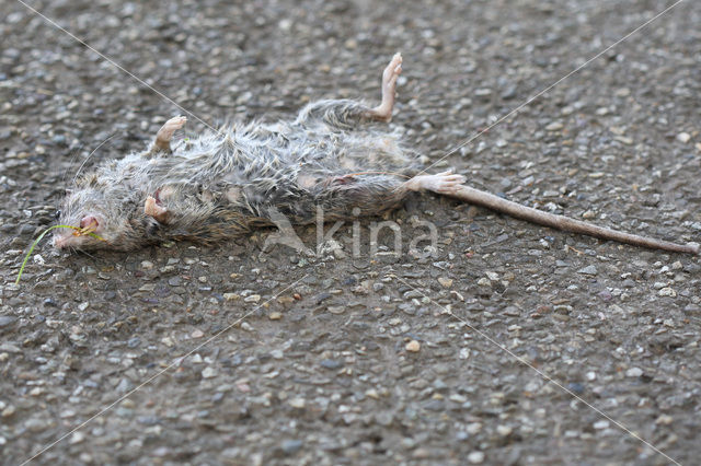 Bruine rat (Rattus norvegicus)