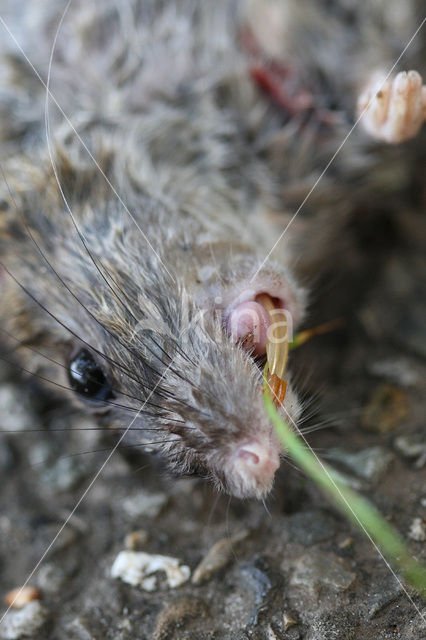 Bruine rat (Rattus norvegicus)