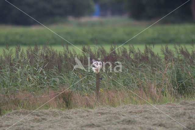 Common Buzzard (Buteo buteo)