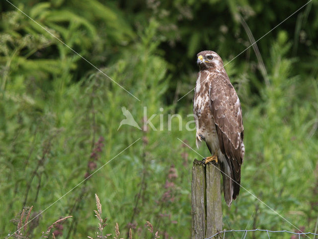Common Buzzard (Buteo buteo)