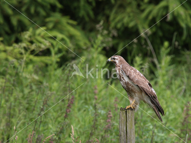 Common Buzzard (Buteo buteo)