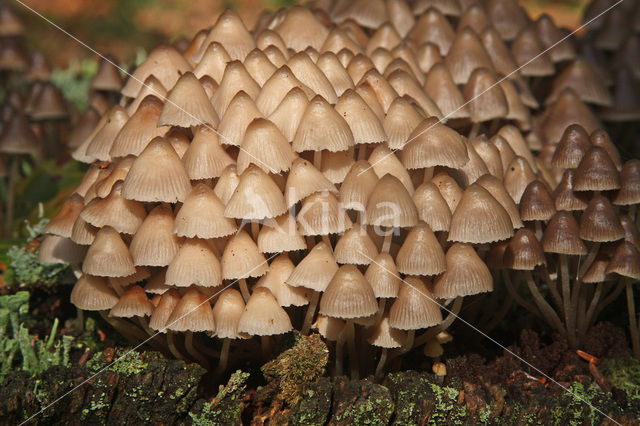 Angel’s bonnet (Mycena arcangeliana)