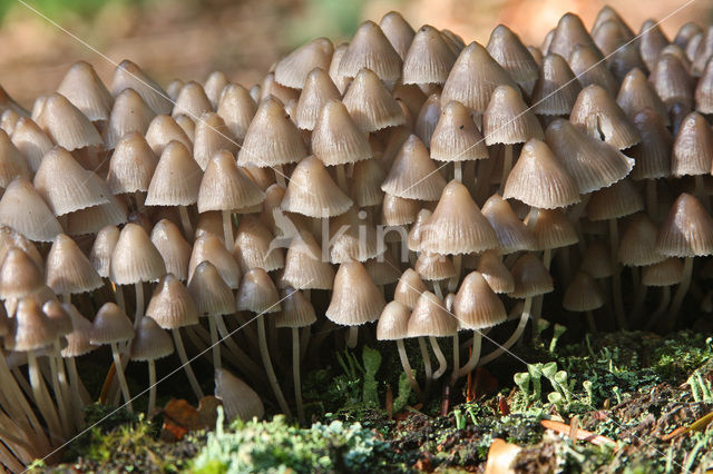 Angel’s bonnet (Mycena arcangeliana)