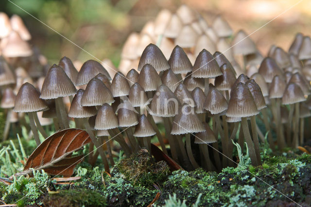 Angel’s bonnet (Mycena arcangeliana)