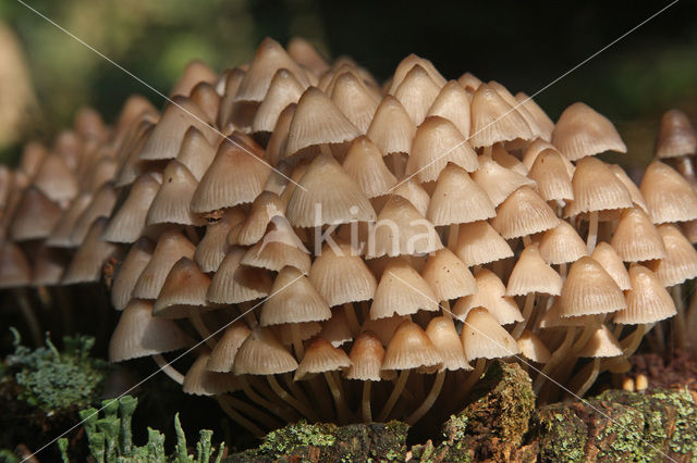 Angel’s bonnet (Mycena arcangeliana)