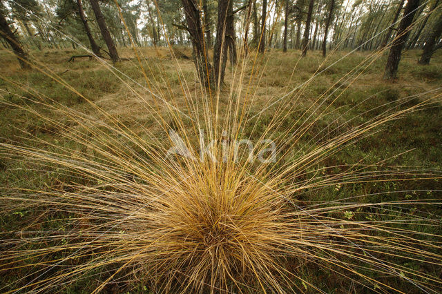 Grey Hair-grass (Corynephorus canescens)