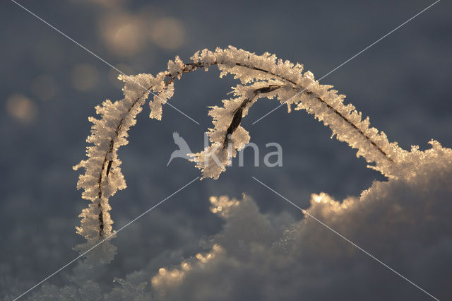 Grey Hair-grass (Corynephorus canescens)