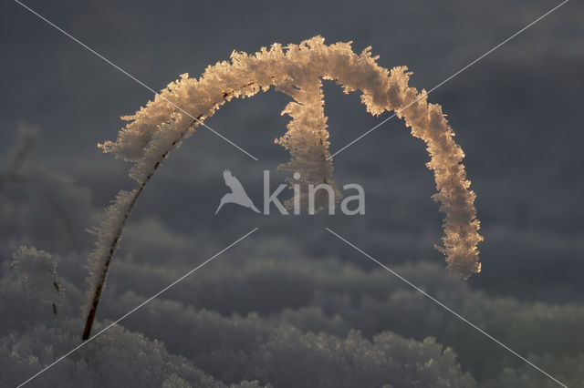 Grey Hair-grass (Corynephorus canescens)