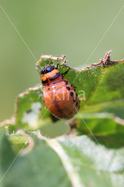 Coloradokever (Leptinotarsa decemlineata)