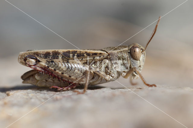 desert grasshopper (Calliptamus barbarus)