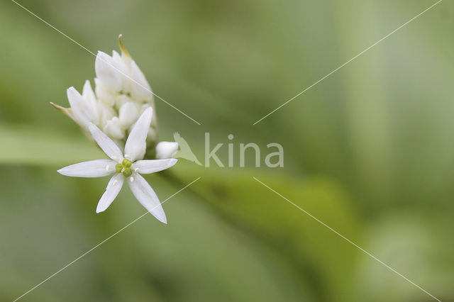 Ramsons (Allium ursinum)