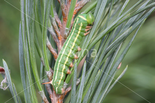 Pine Hawk-moth (Hyloicus pinastri)