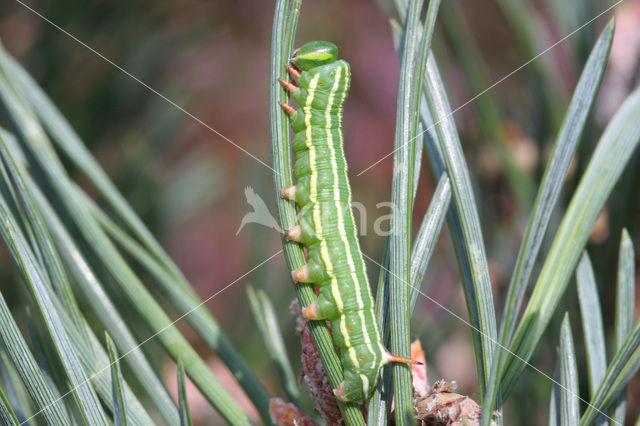 Dennenpijlstaart (Hyloicus pinastri)