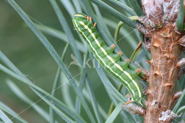 Pine Hawk-moth (Hyloicus pinastri)