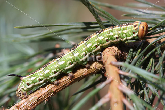 Pine Hawk-moth (Hyloicus pinastri)