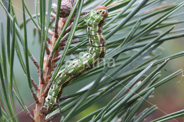 Pine Hawk-moth (Hyloicus pinastri)