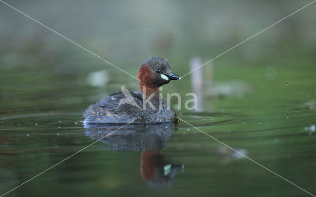 Little Grebe (Tachybaptus ruficollis)