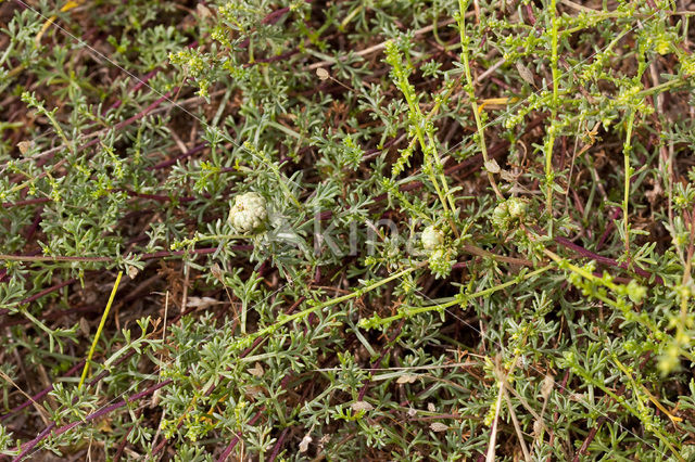 Duinaveruit (Artemisia campestris subsp. maritima)