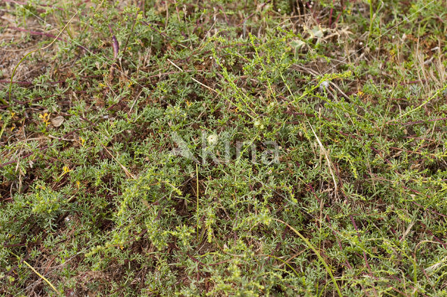 Duinaveruit (Artemisia campestris subsp. maritima)