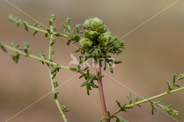 Duinaveruit (Artemisia campestris subsp. maritima)