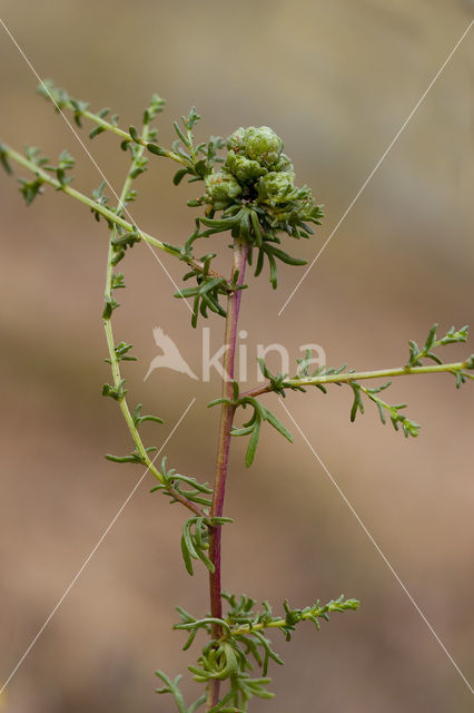 Duinaveruit (Artemisia campestris subsp. maritima)