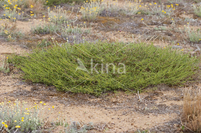 Duinaveruit (Artemisia campestris subsp. maritima)