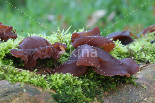 Jew’s Ear (Hirneola auricula-judae)