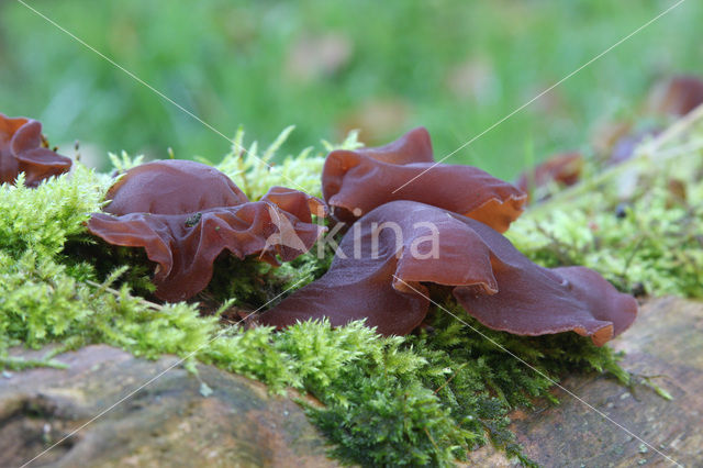 Jew’s Ear (Hirneola auricula-judae)